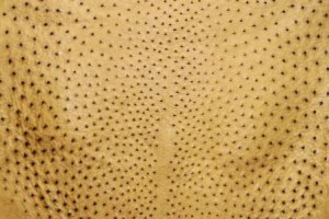 Antique Saddle Ostrich