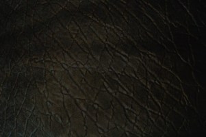 Black Elephant Print