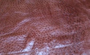 Kango Tabac MD Ostrich