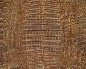 Peanut Sundance Caiman