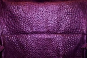 Purple Ostrich